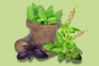 Significance of Tulsi (Holy Basil) in Indian Culture