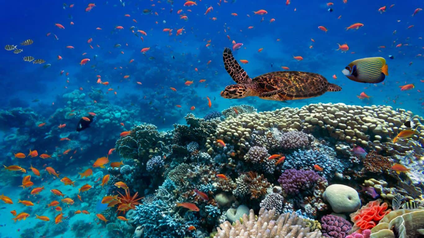 The Importance of Biodiversity and How to Protect it - What is Biodiversity?