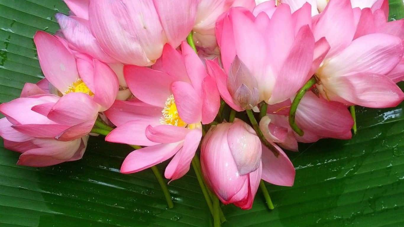 10 个不同神话中的希望象征 - 莲花 - 印度神话