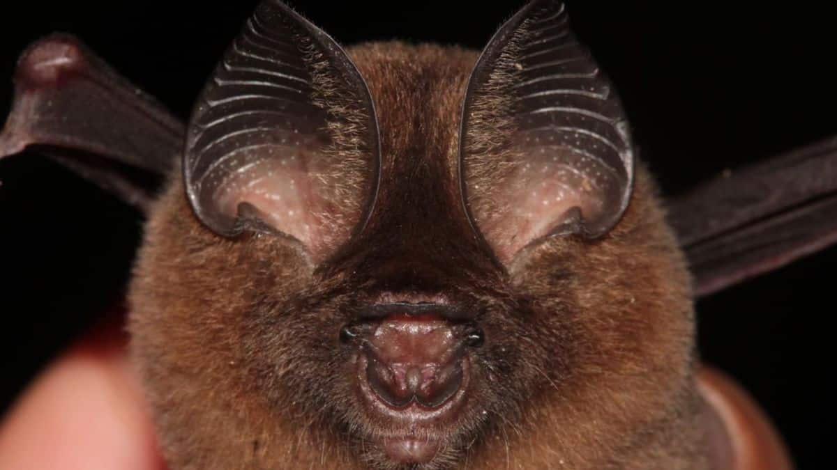 2023年发现新物种——Hipposideros kingstonae