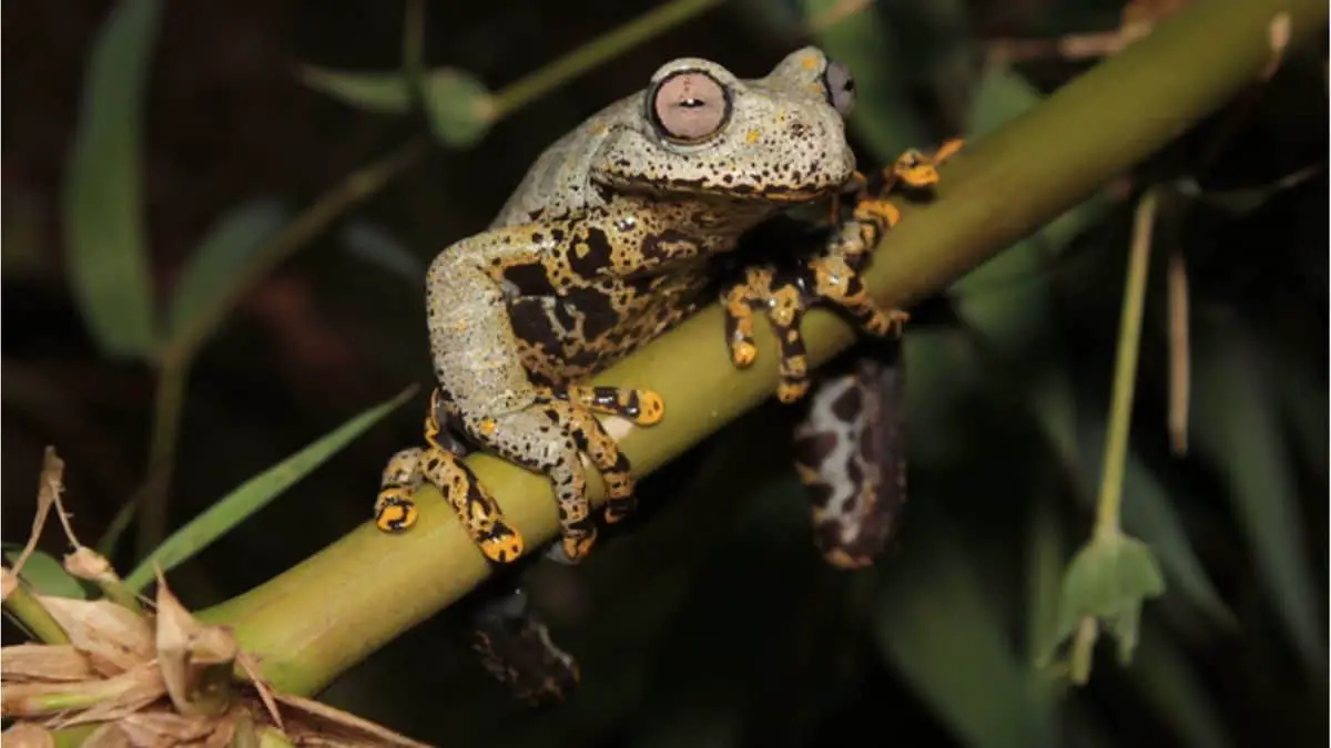 溪流树蛙(Hyloscirtus tolkieni),厄瓜多尔